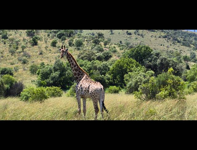 328HA FARM FOR SALE IN GROOT MARICO